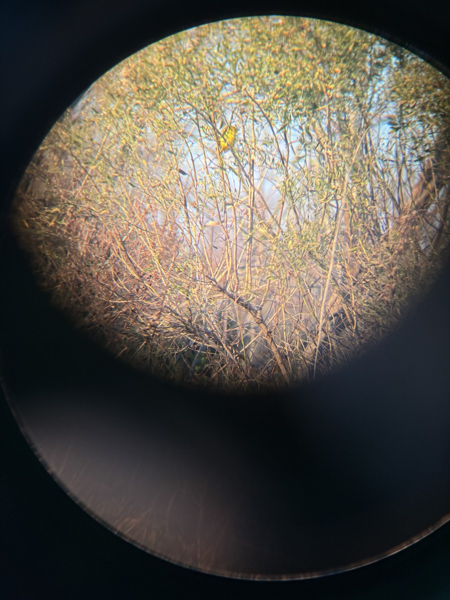 Northern Yellow Warbler - ML627906658