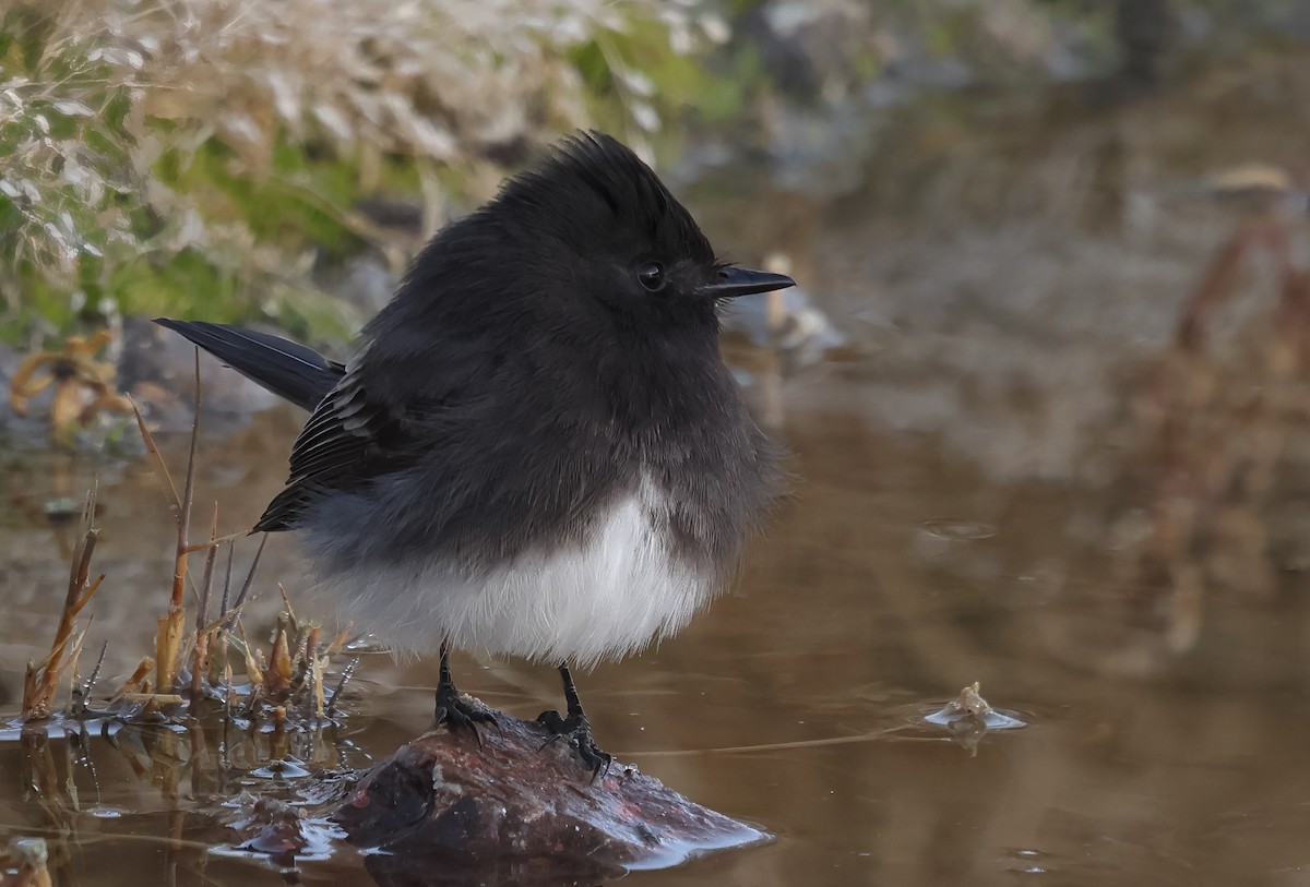 Black Phoebe - ML627906662