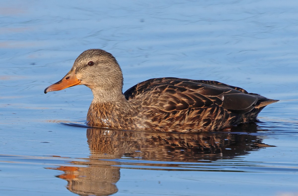 Mexican Duck - ML627906678