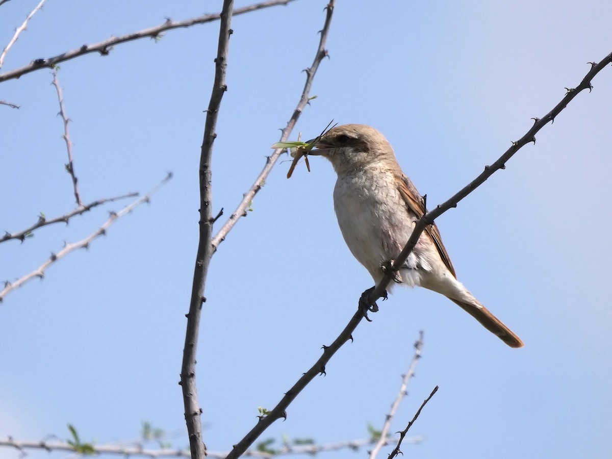 Red-tailed Shrike - ML627906688