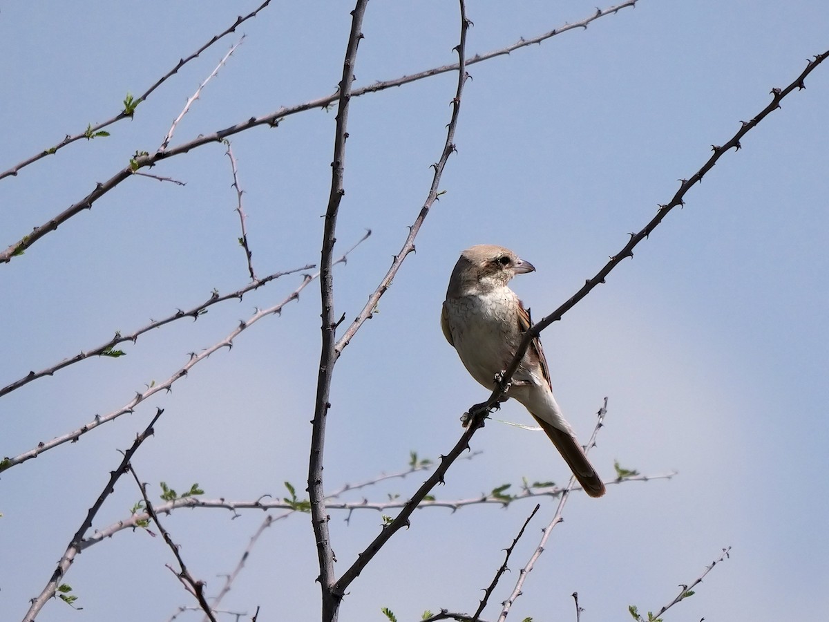 Red-tailed Shrike - ML627906696