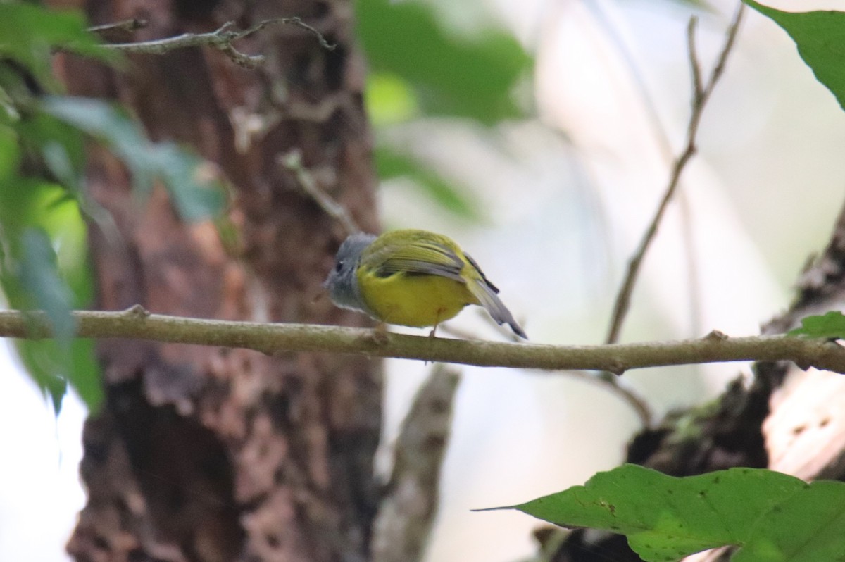 Gray-headed Canary-Flycatcher - ML627906747