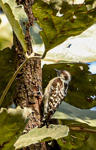 Brown-capped Pygmy Woodpecker - ML627906771