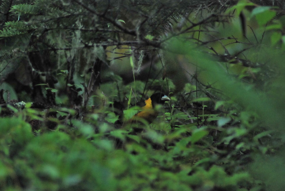 Collared Grosbeak - ML627906883
