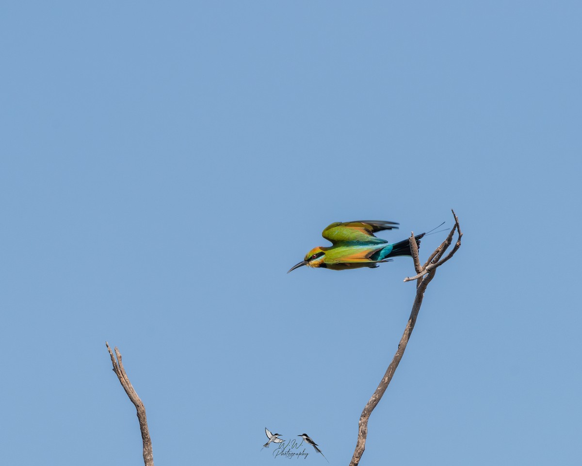 Rainbow Bee-eater - ML627906984