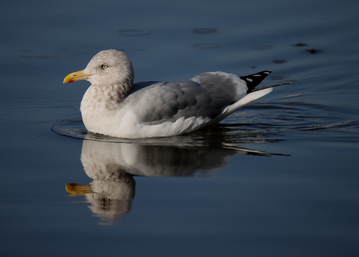 American Herring Gull - ML627907105