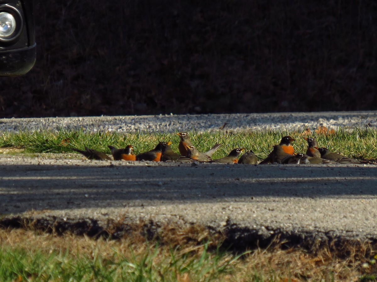 American Robin - ML627907123