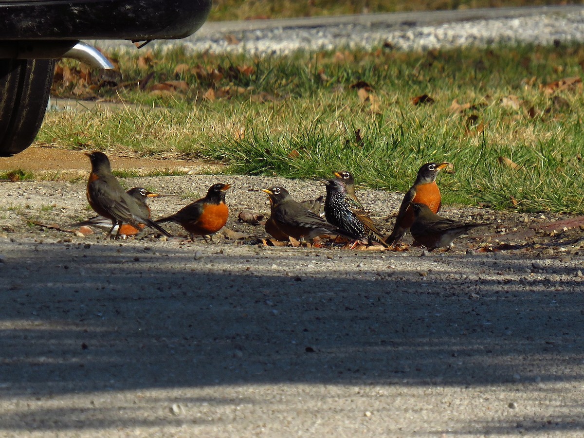 European Starling - ML627907133