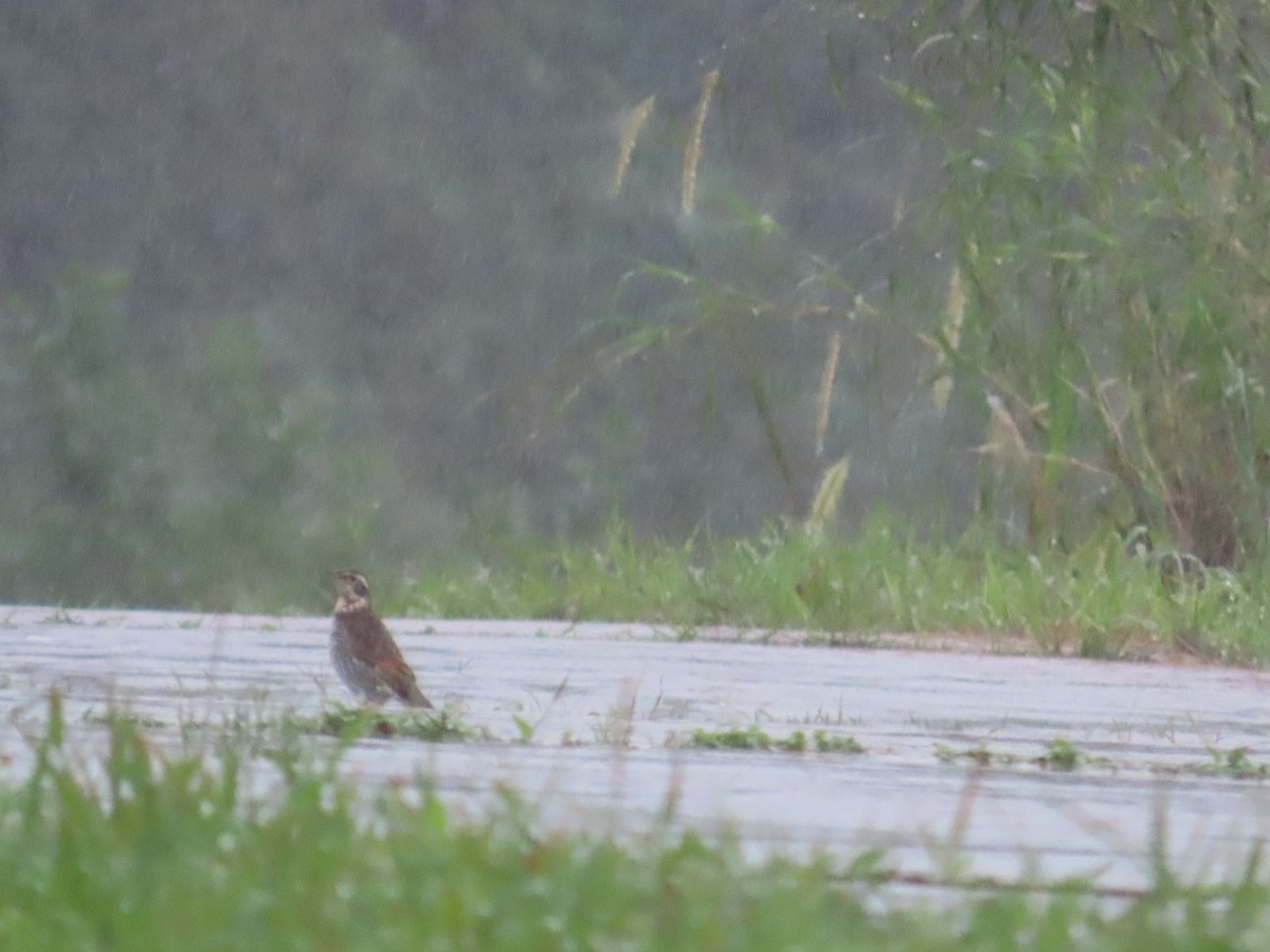 Birigarro hegalgorria - ML627907263