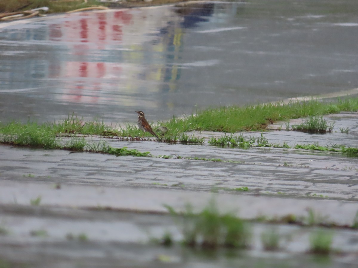 Birigarro hegalgorria - ML627907264