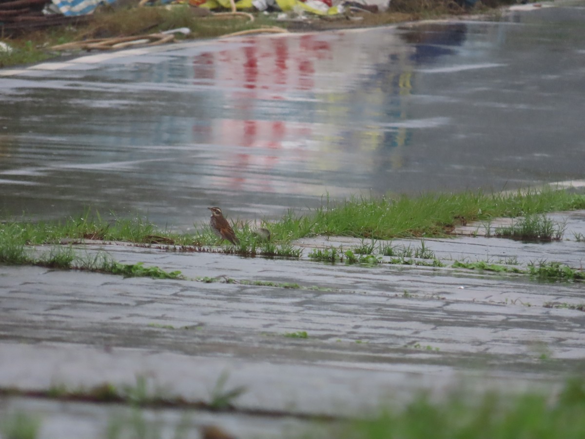 Birigarro hegalgorria - ML627907265