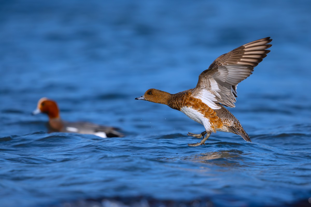 Eurasian Wigeon - ML627907268