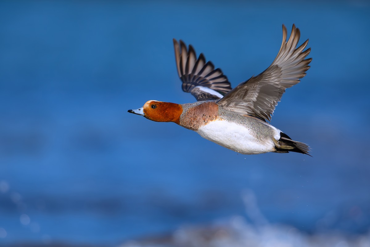 Eurasian Wigeon - ML627907269