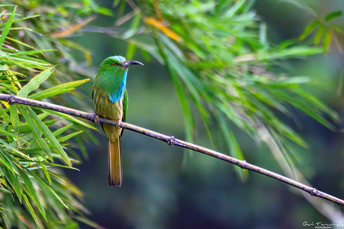 Blue-bearded Bee-eater - ML627907271