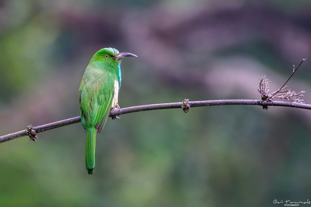 Blue-bearded Bee-eater - ML627907272