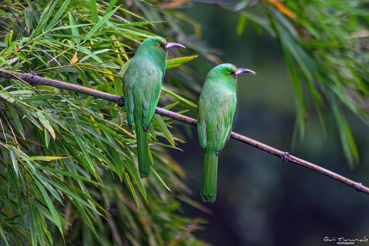 Blue-bearded Bee-eater - ML627907273