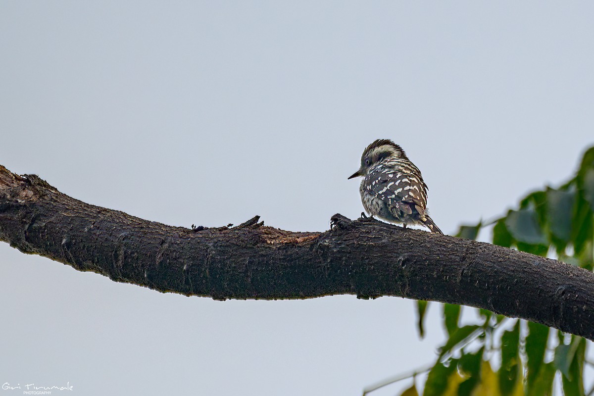 Brown-capped Pygmy Woodpecker - ML627907278