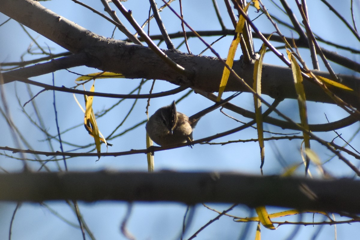 Tufted Tit-Spinetail - ML627907298