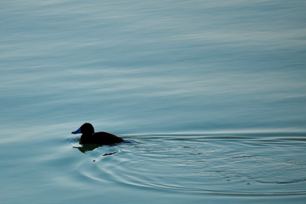 Lake Duck - ML627907320