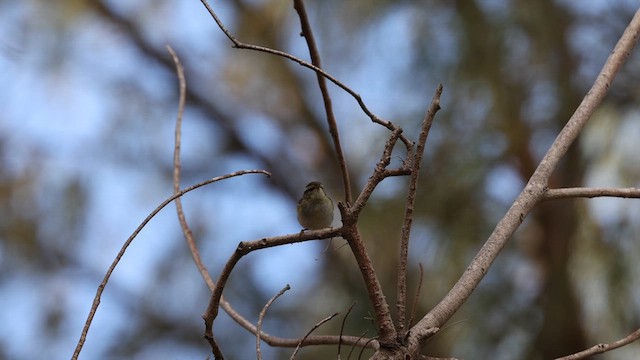 Yellow-browed Warbler - ML627907321