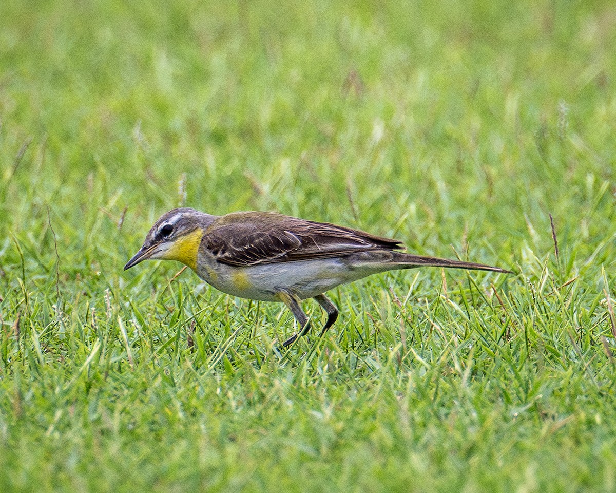 Eastern Yellow Wagtail - ML627907341