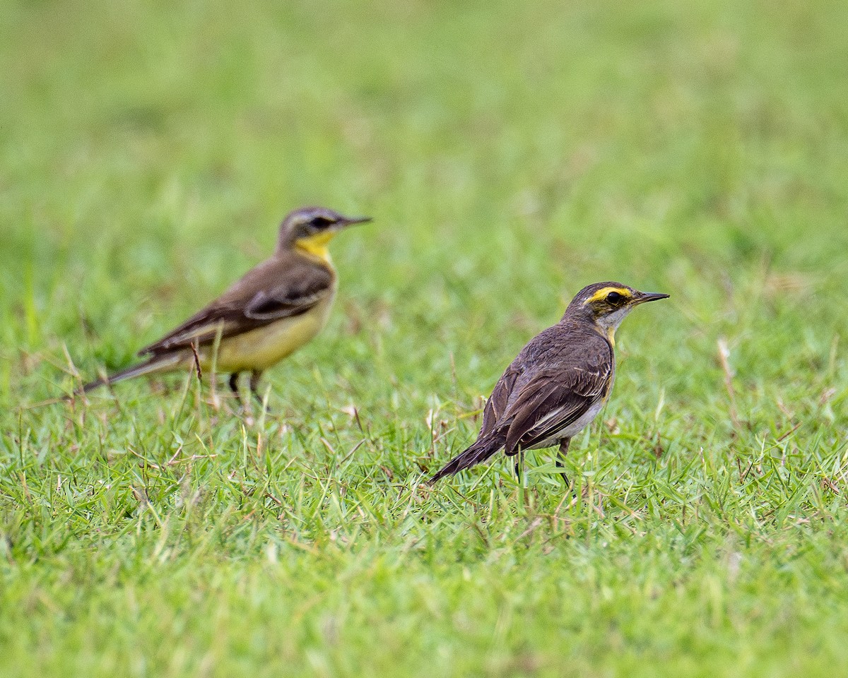 Eastern Yellow Wagtail - ML627907342