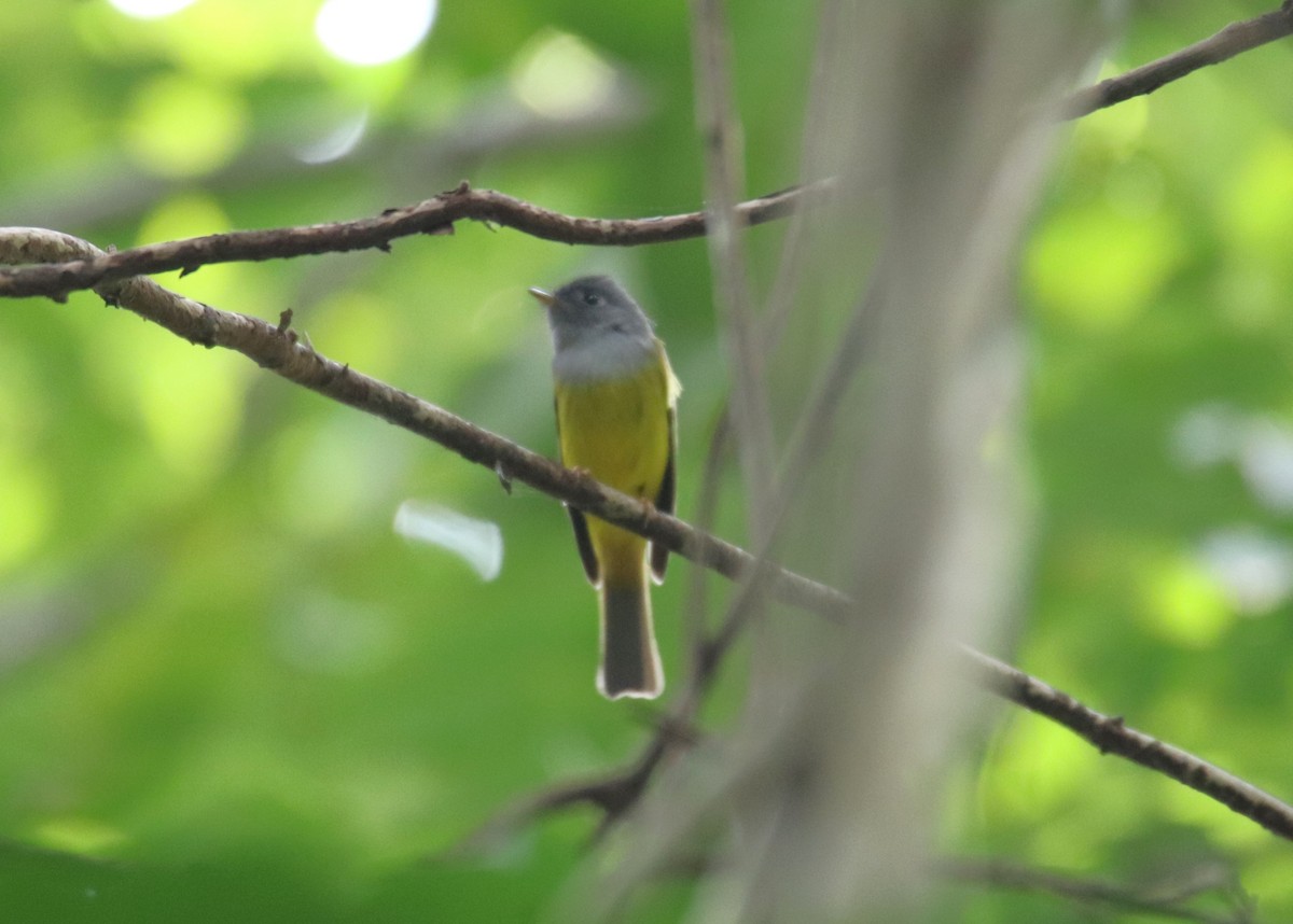 Gray-headed Canary-Flycatcher - ML627907354