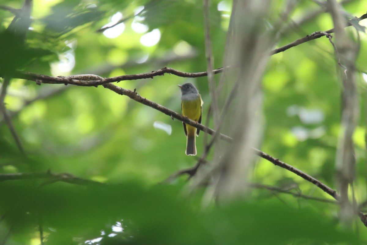 Gray-headed Canary-Flycatcher - ML627907359