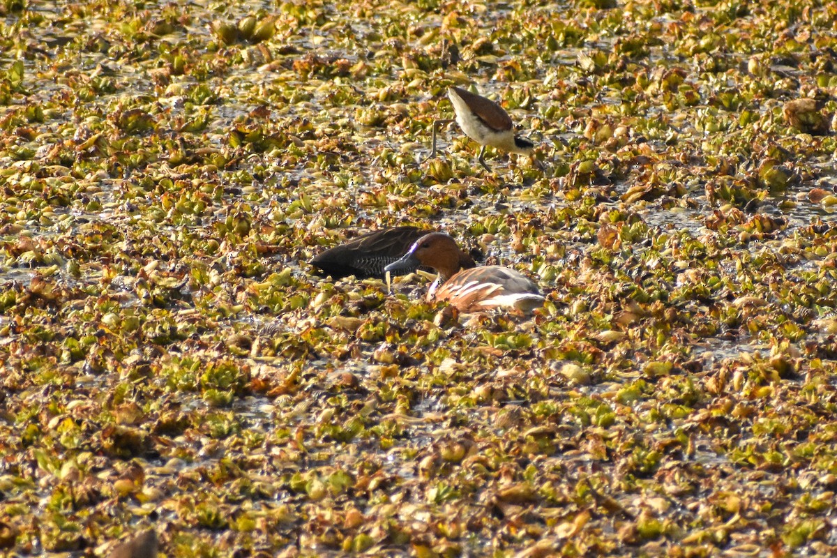 Fulvous Whistling-Duck - ML627907360