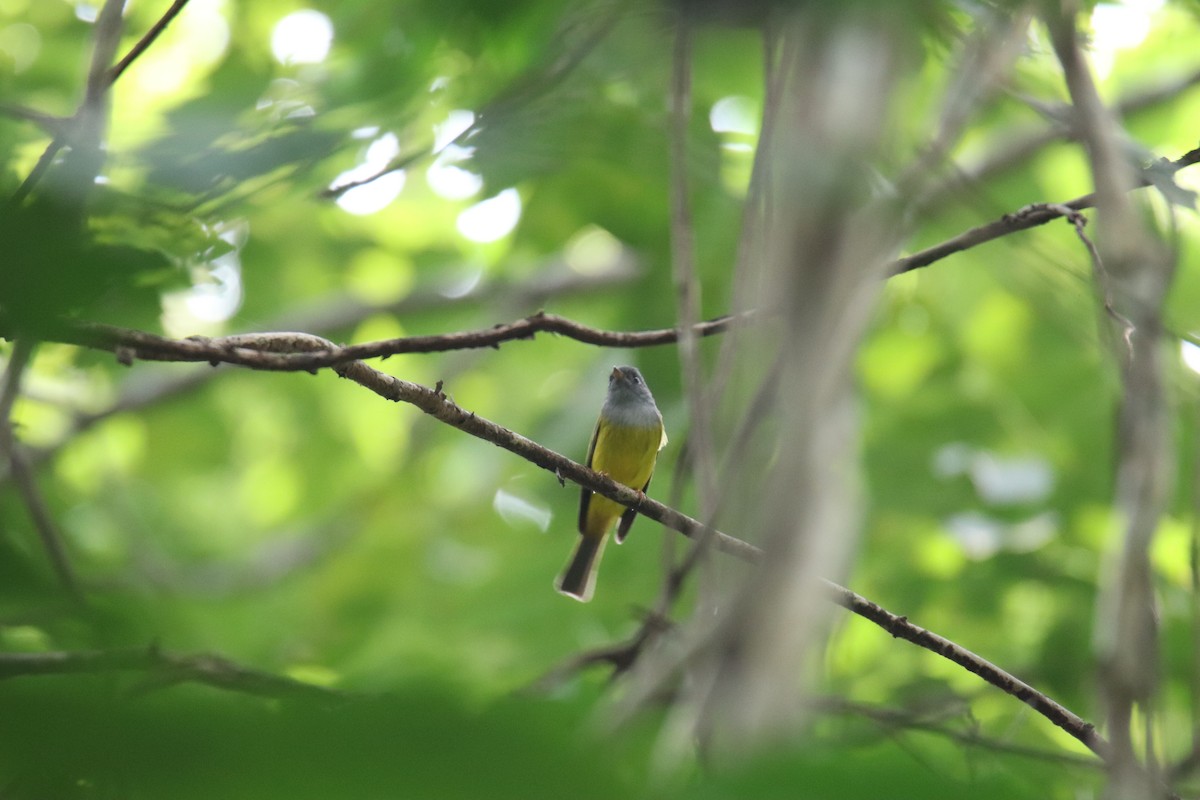 Gray-headed Canary-Flycatcher - ML627907362