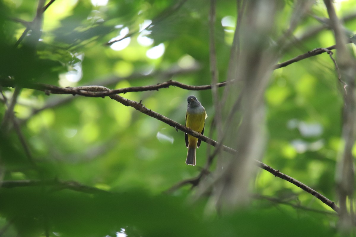 Gray-headed Canary-Flycatcher - ML627907364