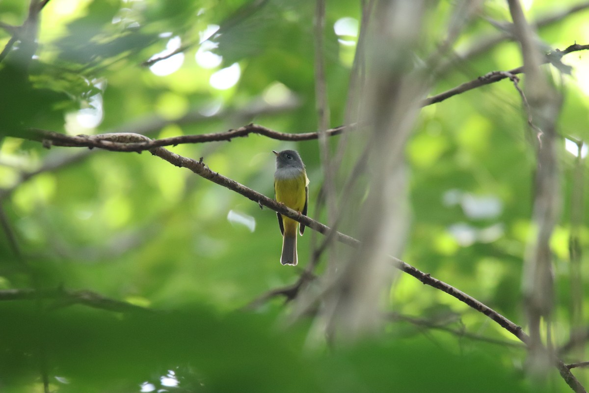Gray-headed Canary-Flycatcher - ML627907369