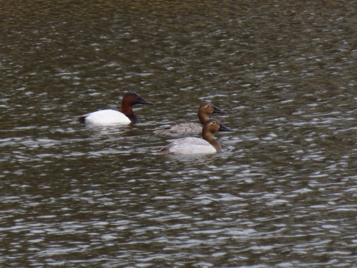 Canvasback - ML627907372