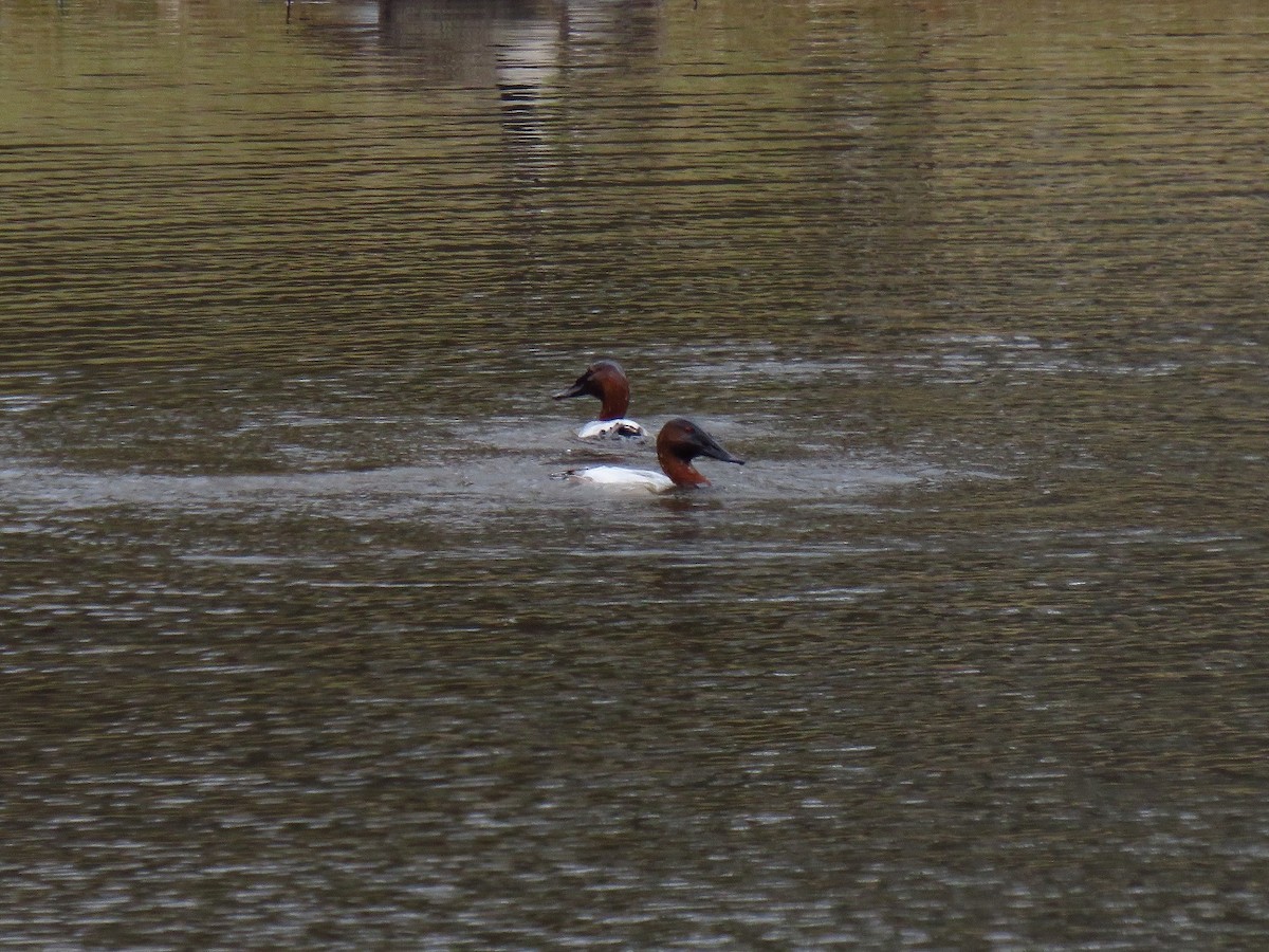 Canvasback - ML627907373