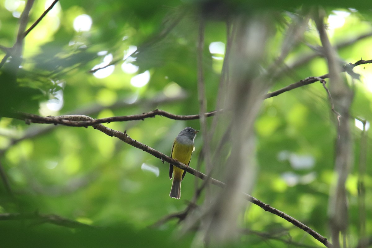 Gray-headed Canary-Flycatcher - ML627907374