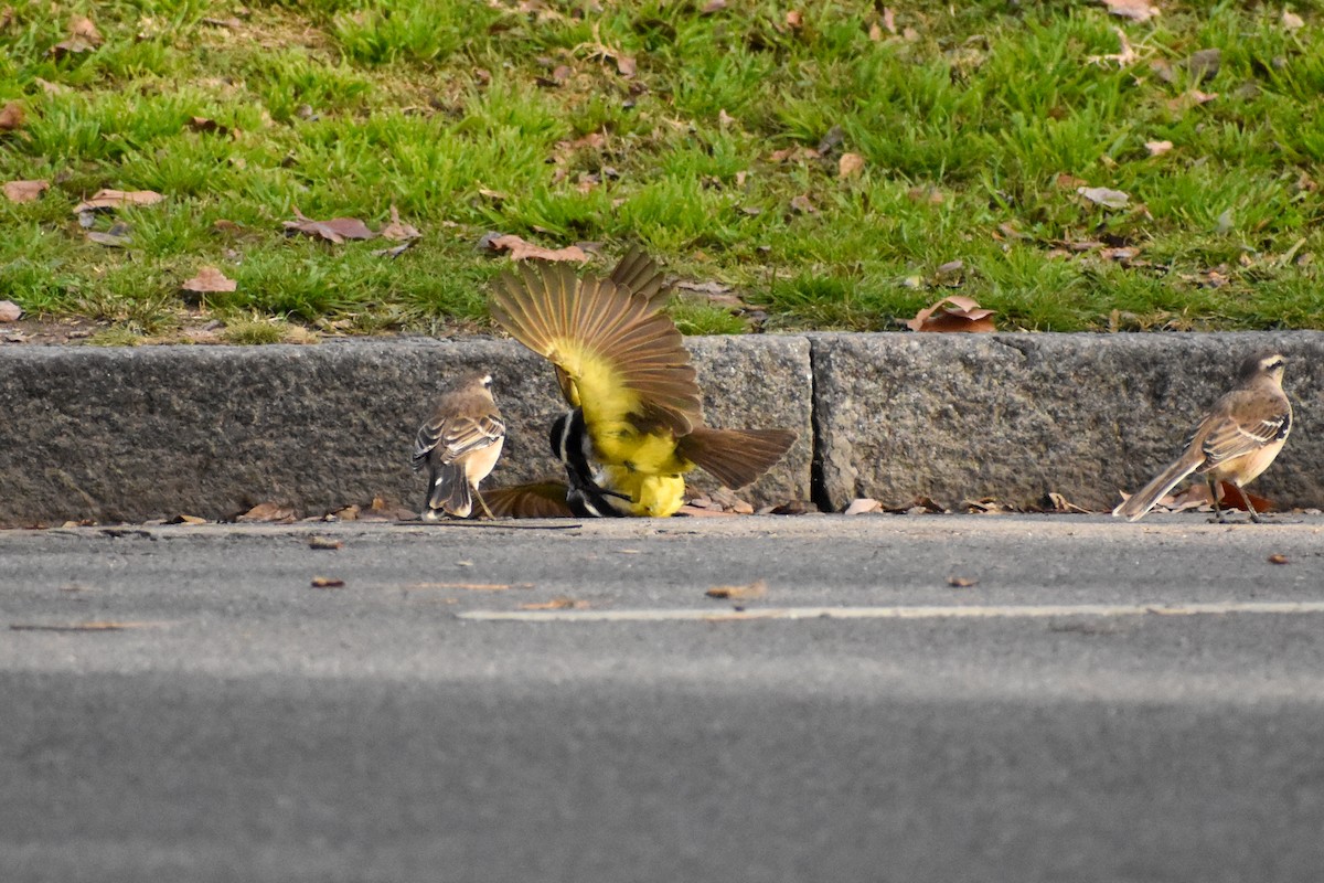 Great Kiskadee - ML627907376