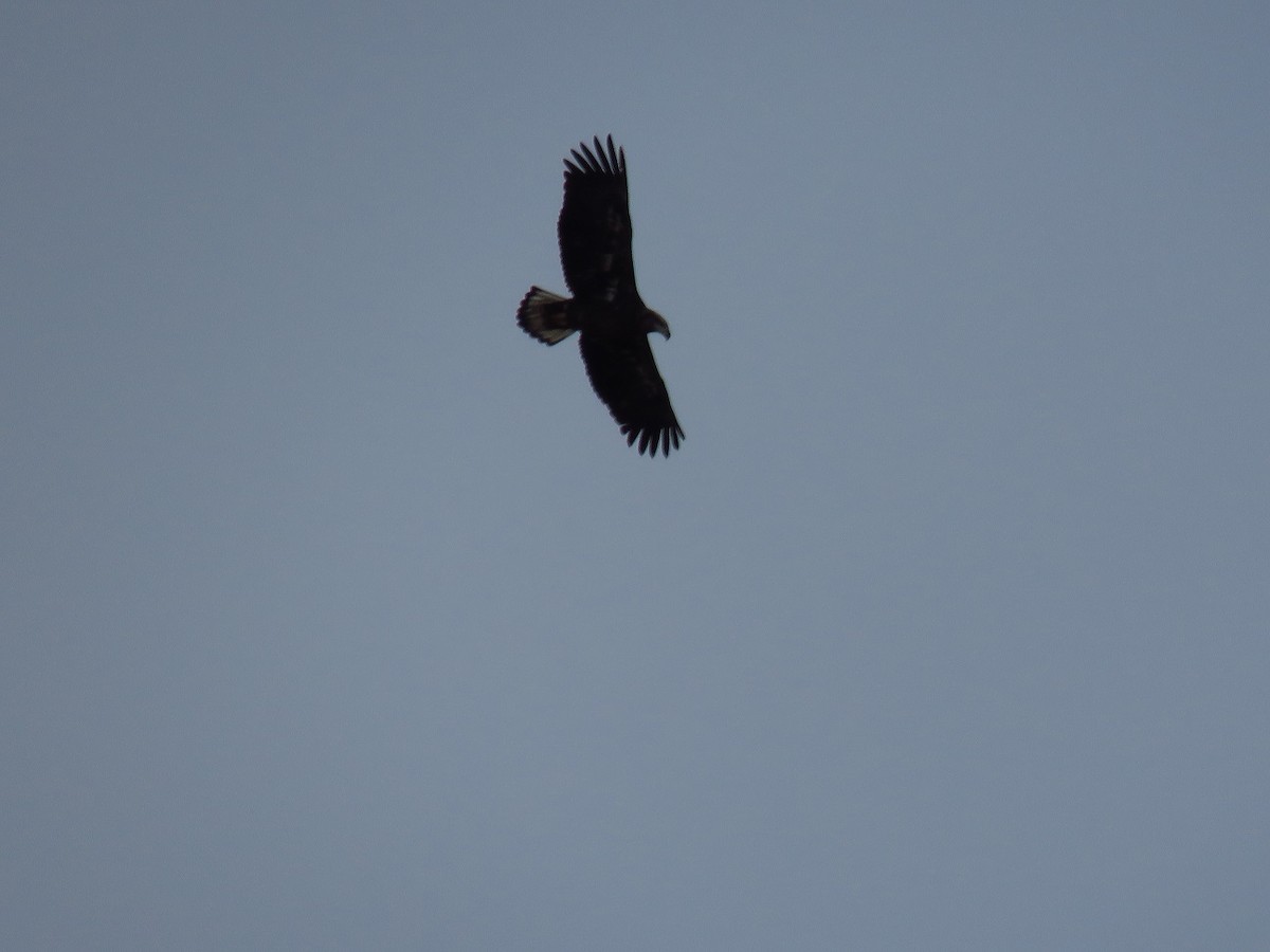 Bald Eagle - ML627907378