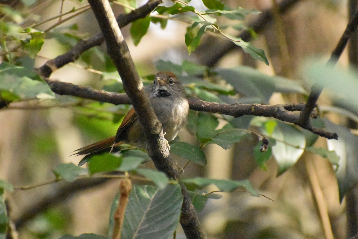 Sooty-fronted Spinetail - ML627907380