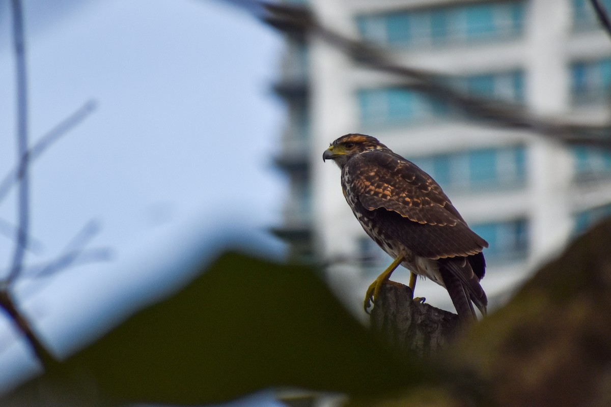 Harris's Hawk - ML627907391