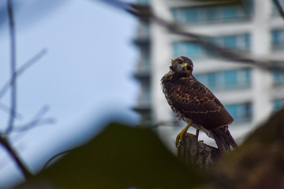 Harris's Hawk - ML627907392