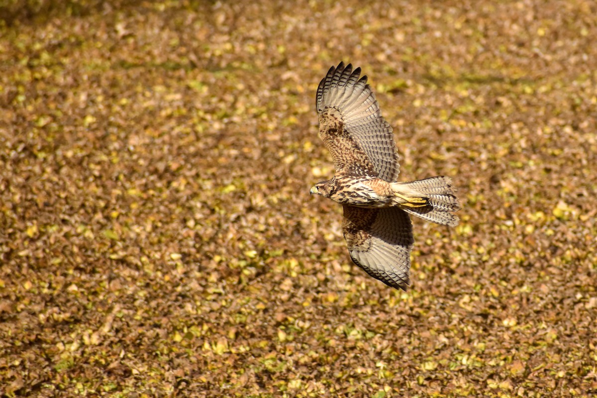 Harris's Hawk - ML627907393