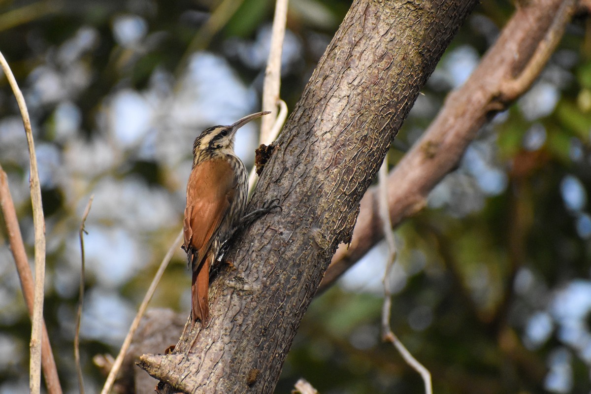 Narrow-billed Woodcreeper - ML627907398