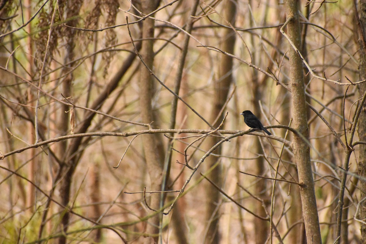 Blue-billed Black-Tyrant - ML627907401