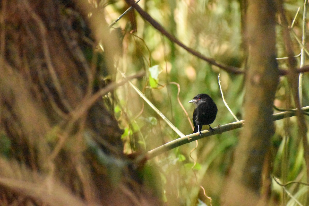 Blue-billed Black-Tyrant - ML627907402