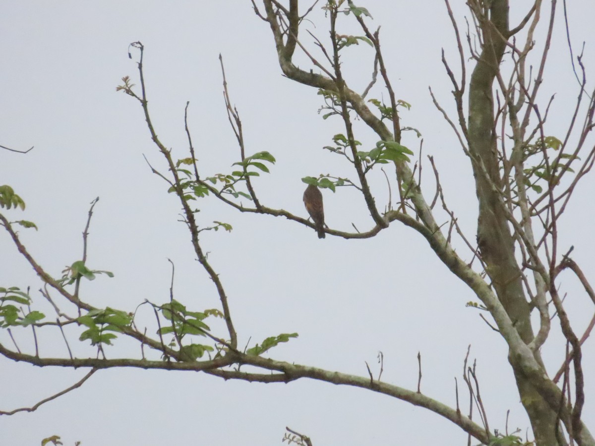 Birigarro hegalgorria - ML627907408