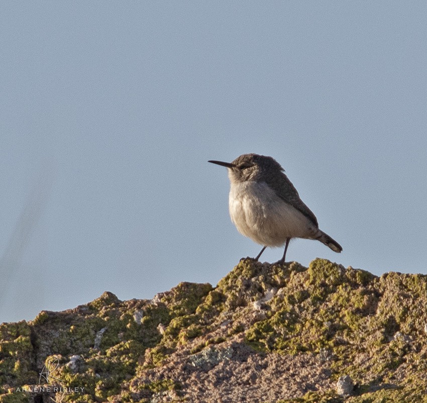 Rock Wren - ML627907430