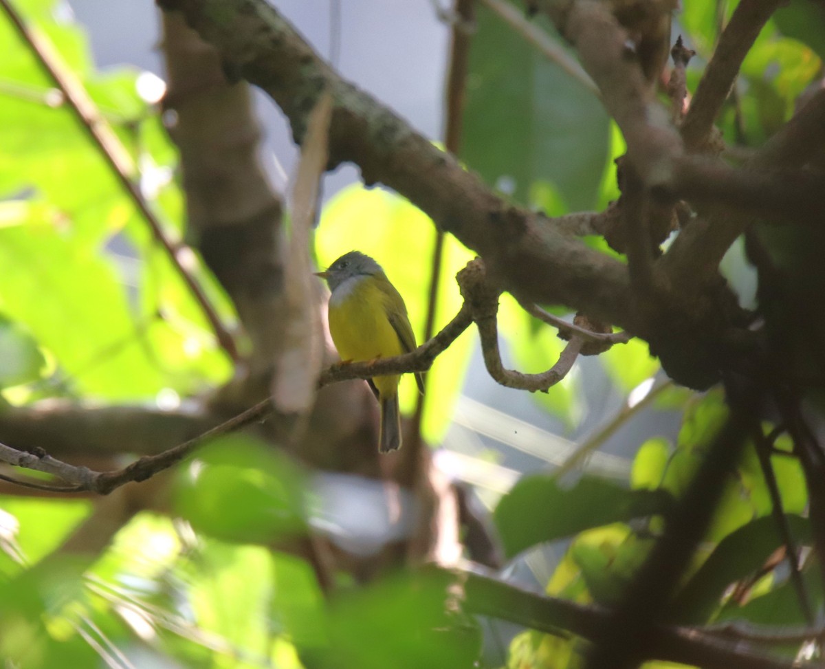 Gray-headed Canary-Flycatcher - ML627907491