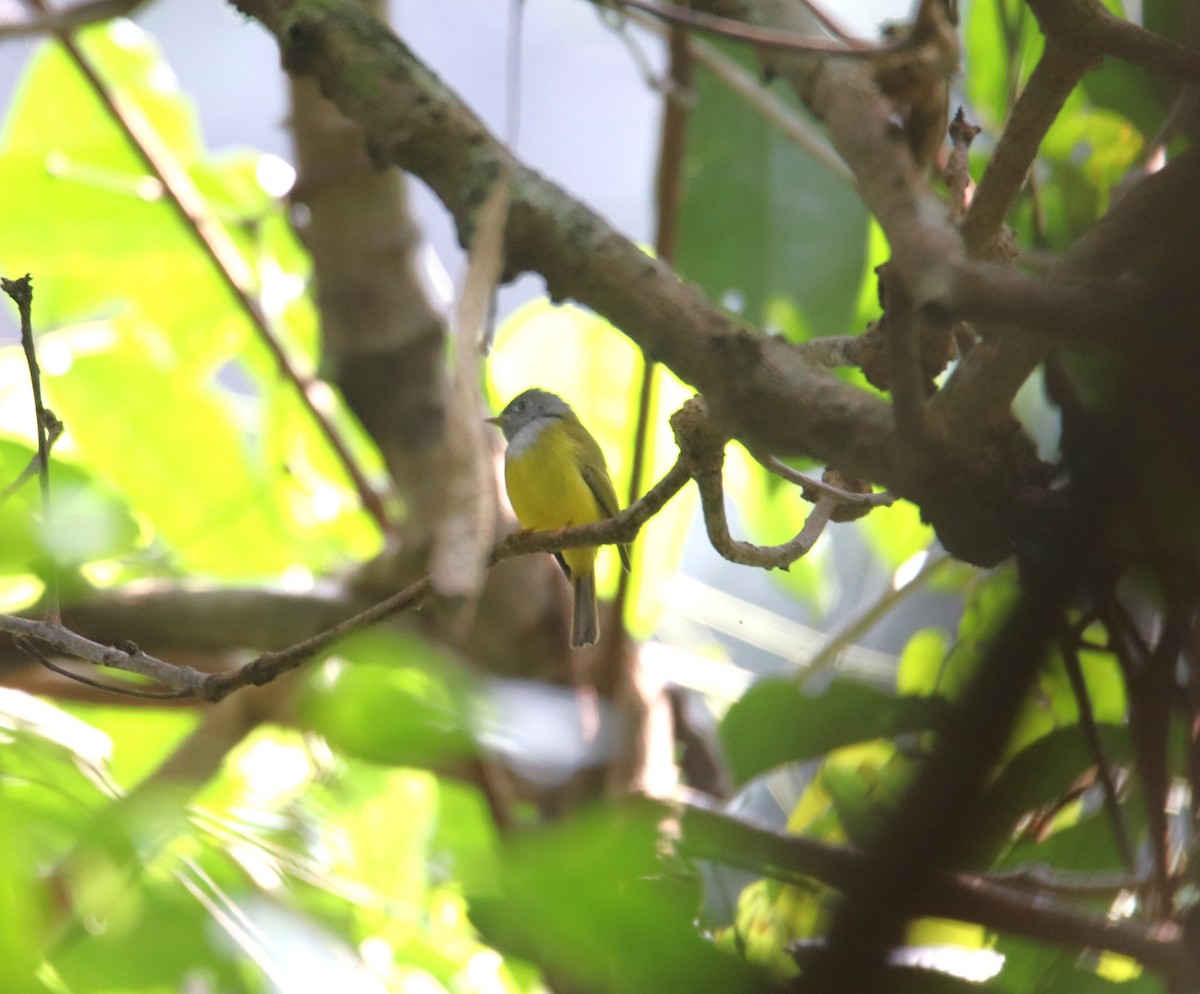 Gray-headed Canary-Flycatcher - ML627907543
