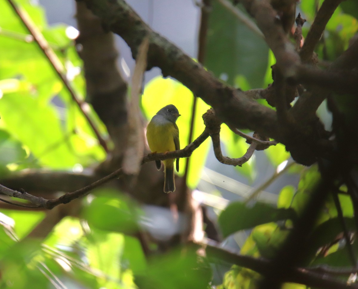 Gray-headed Canary-Flycatcher - ML627907568