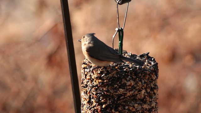 Tufted Titmouse - ML627907594